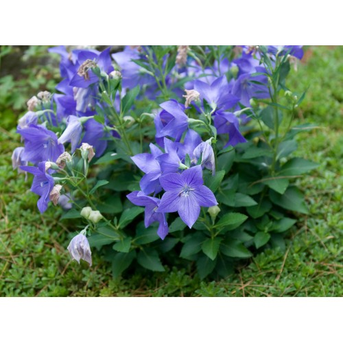 Семена за Цветя Платикодон / Platycodon grandiflorus