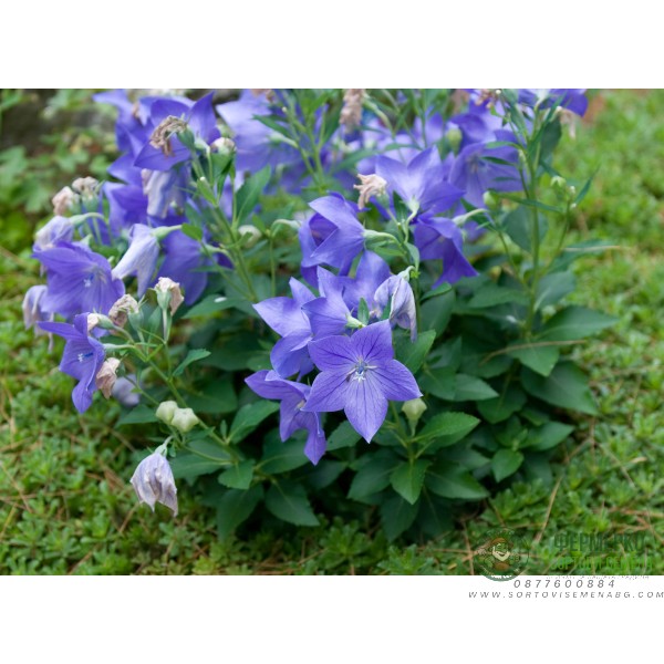 Семена за Цветя Платикодон Platycodon grandiflorus