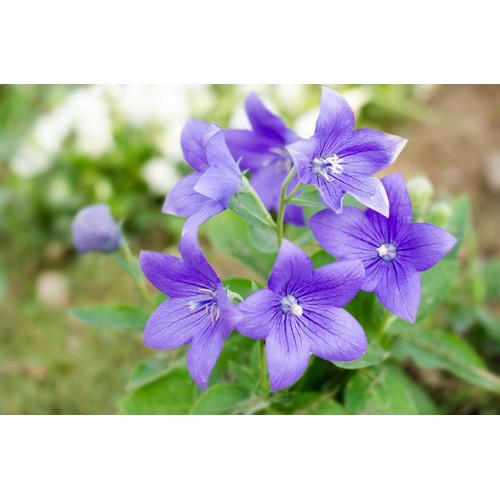 Семена за Цветя Платикодон / Platycodon grandiflorus