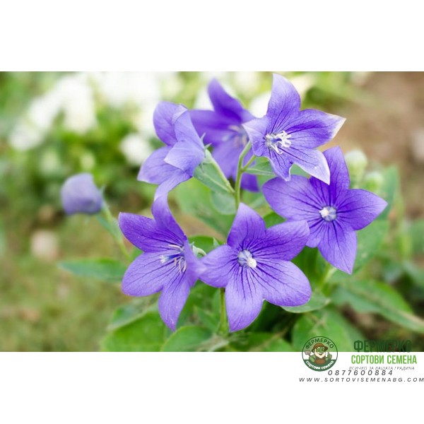 Семена за Цветя Платикодон Platycodon grandiflorus