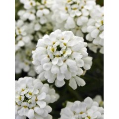 Семена за Иберис Iberis sempervirens