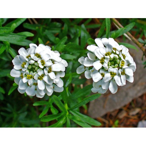 Семена за Иберис / Iberis sempervirens