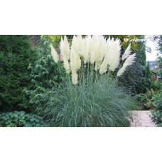 Семена за Кортадерия Пампаска трева бяла