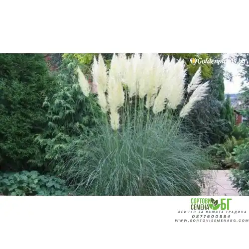 Семена за Кортадерия / Пампаска трева бяла