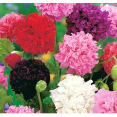 Семена за Мак къдрав Papaver somniferum