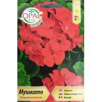 Мушкато (червени цветове) F1 Pelargonium x hortorum
