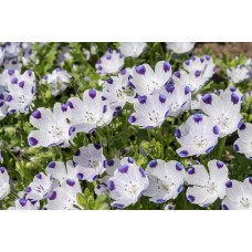 Семена за Немофила (бебешки сини очи) Nemophila maculata