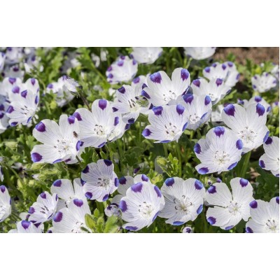 Семена за Немофила (бебешки сини очи) / Nemophila maculata