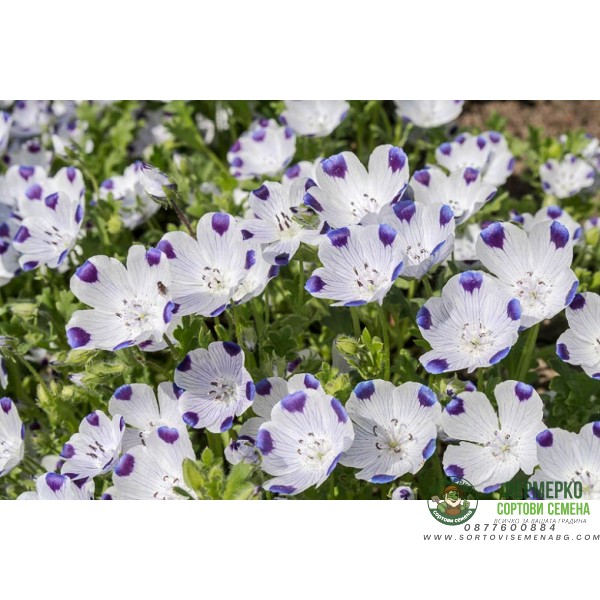 Семена за Немофила (бебешки сини очи) Nemophila maculata