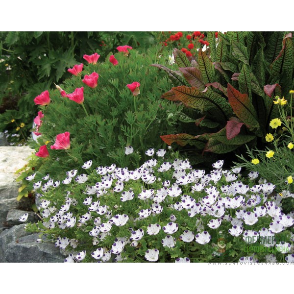 Семена за Немофила (бебешки сини очи) Nemophila maculata