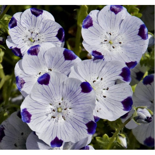 Семена за Немофила (бебешки сини очи) / Nemophila maculata