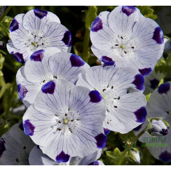 Семена за Немофила (бебешки сини очи) Nemophila maculata