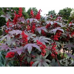 Семена за Рицин Ricinus mixed