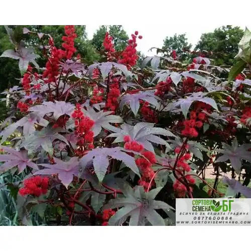 Семена за Рицин / Ricinus mixed