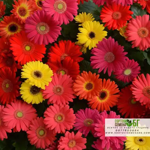 Семена за Гербер / Gerbera jamesonii Семена за Гербер / Gerbera jamesonii