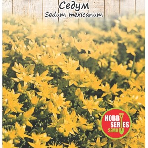 Семена за Седум (Тлъстига) / Sedum spectabile mexicanum