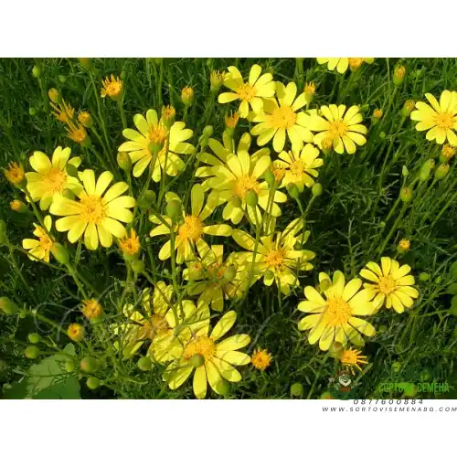 Семена за Цветя Тимофила / Thymophylla tenuifolia