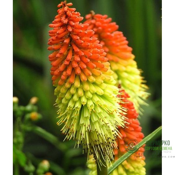 Семена за Цветя Тритома Kniphofia uvaria