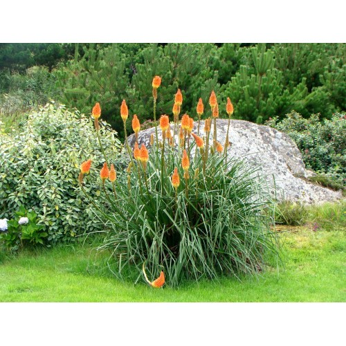 Семена за Цветя Тритома / Kniphofia uvaria