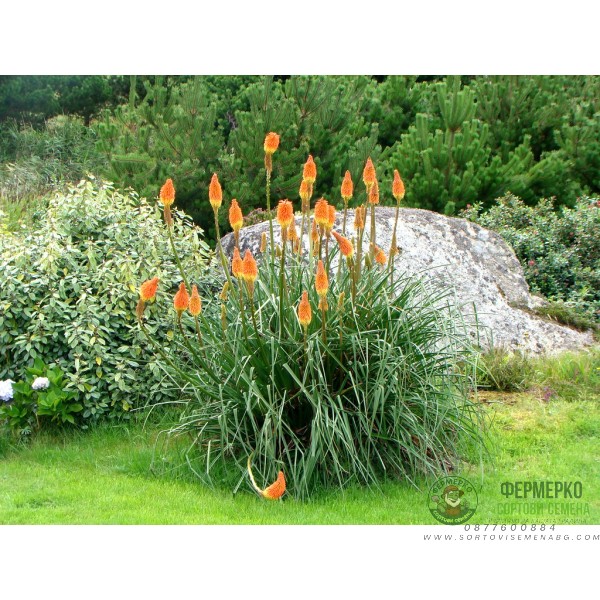 Семена за Цветя Тритома Kniphofia uvaria