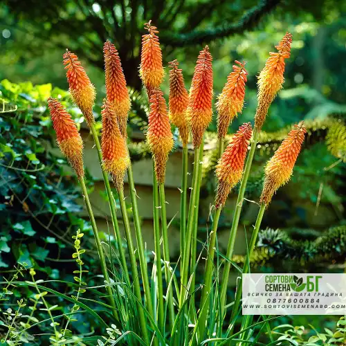 Семена за Цветя Тритома / Kniphofia uvaria