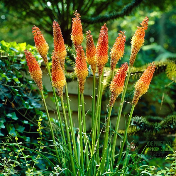 Семена за Цветя Тритома Kniphofia uvaria