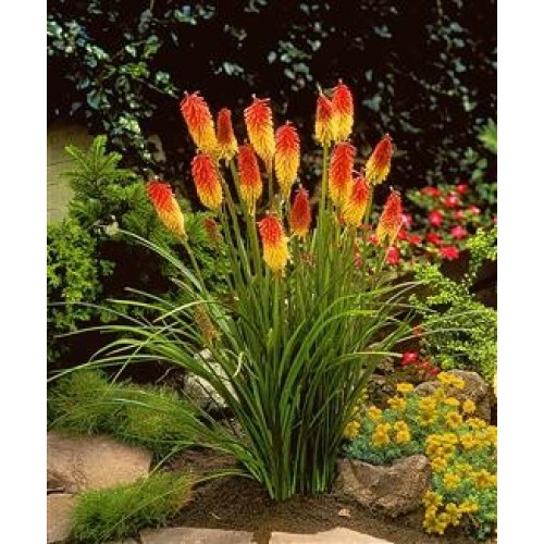 Семена за Цветя Тритома / Kniphofia uvaria