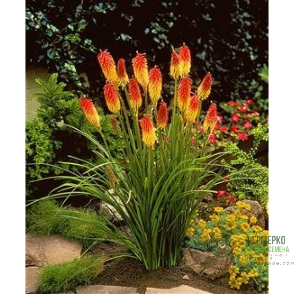 Семена за Цветя Тритома Kniphofia uvaria