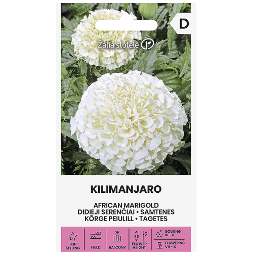 Тагетес (Африкански невен) Килиманджаро /  Tagetes erecta L.