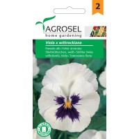 Виола Бяла / Viola x wittroskiana