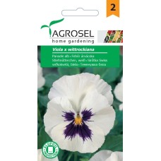 Виола Бяла Viola x wittroskiana