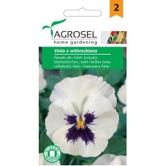 Виола Бяла Viola x wittroskiana