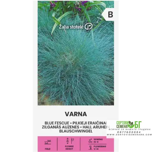 Декоративна трева Varna  / Festuca ovina Glauca
