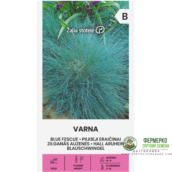 Декоративна трева Varna Festuca ovina Glauca