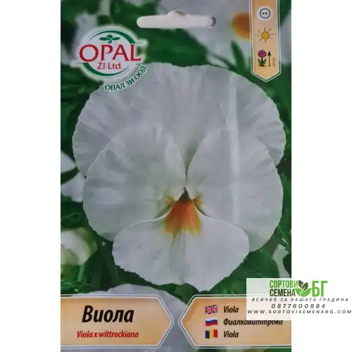 Виола Бяла / Viola x wittrockiana