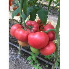 Домати Афен F1