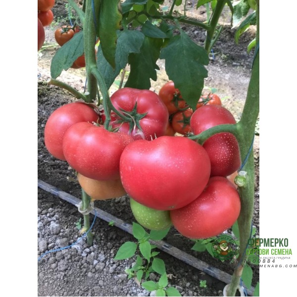 Домати Афен F1