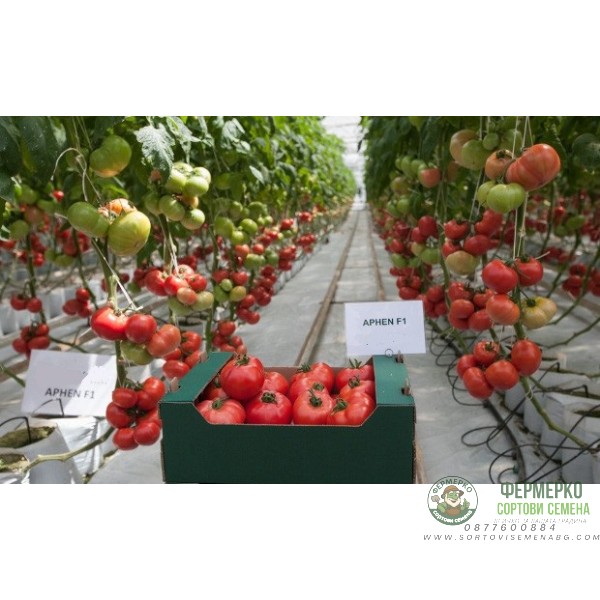 Домати Афен F1