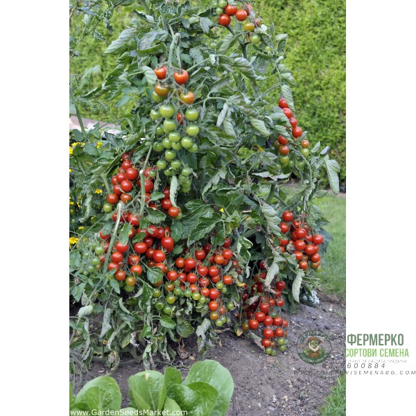 Чери домати червени Перлички Gartenperle