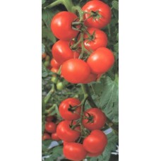 Домати Балкан F1