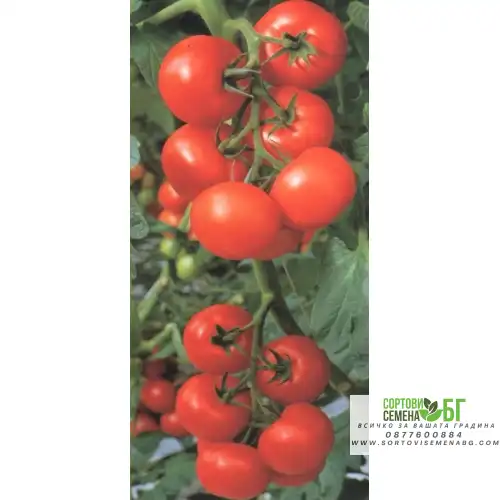 Домати Балкан F1 Домати Балкан F1