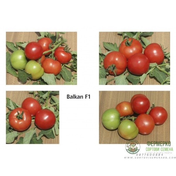 Домати Балкан F1