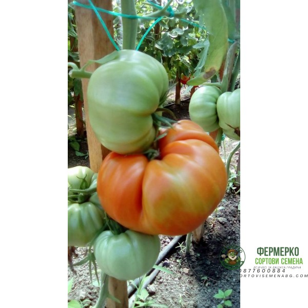 Домат Червен градински