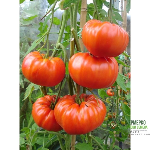 Домат Червен градински