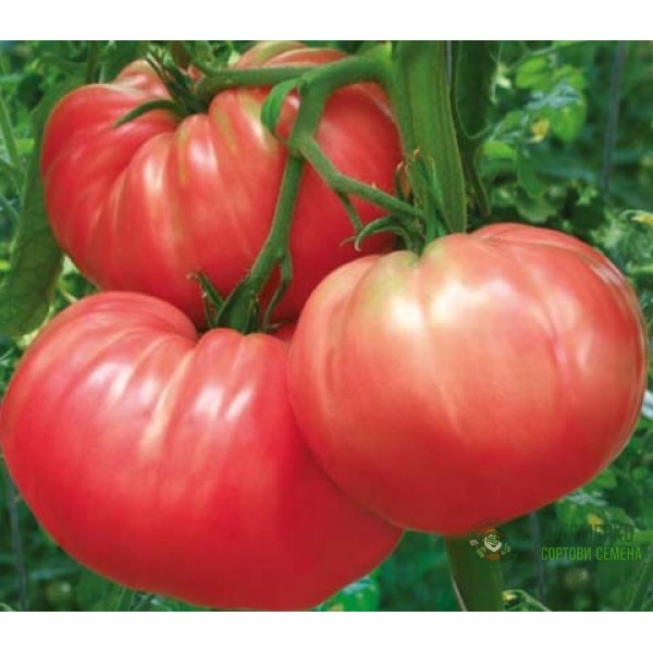 Домат розов гигант Чичио Ciccio