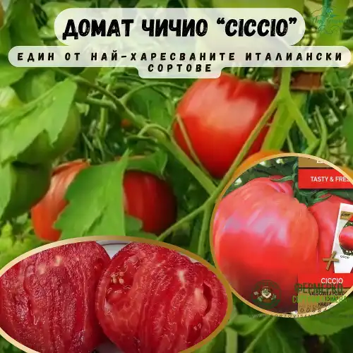 Домат розов гигант Чичио / Ciccio