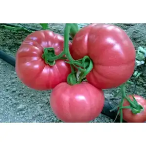 Домати Пинк Рок F1