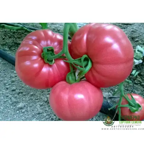 Домати Пинк Рок F1