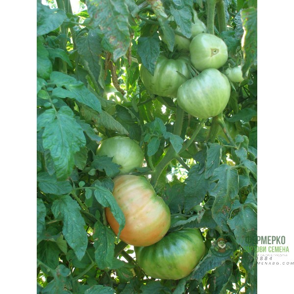 Домати БГ Фантазия