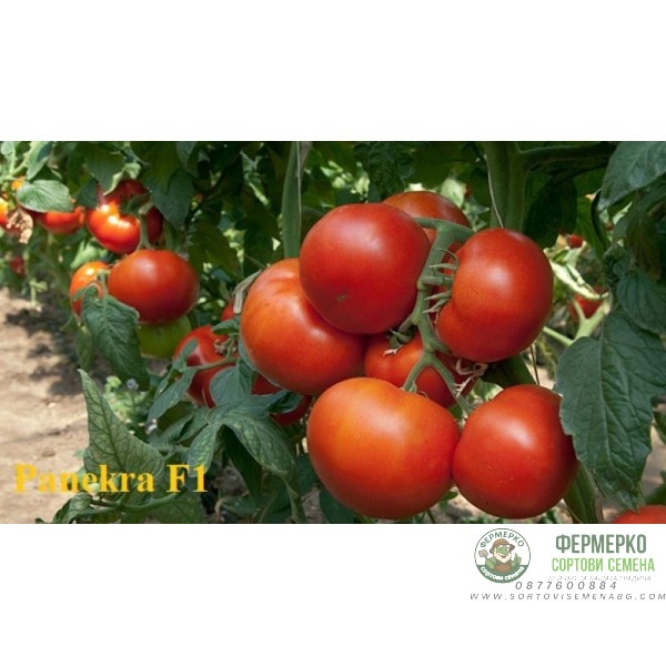 Домати Панекра F1